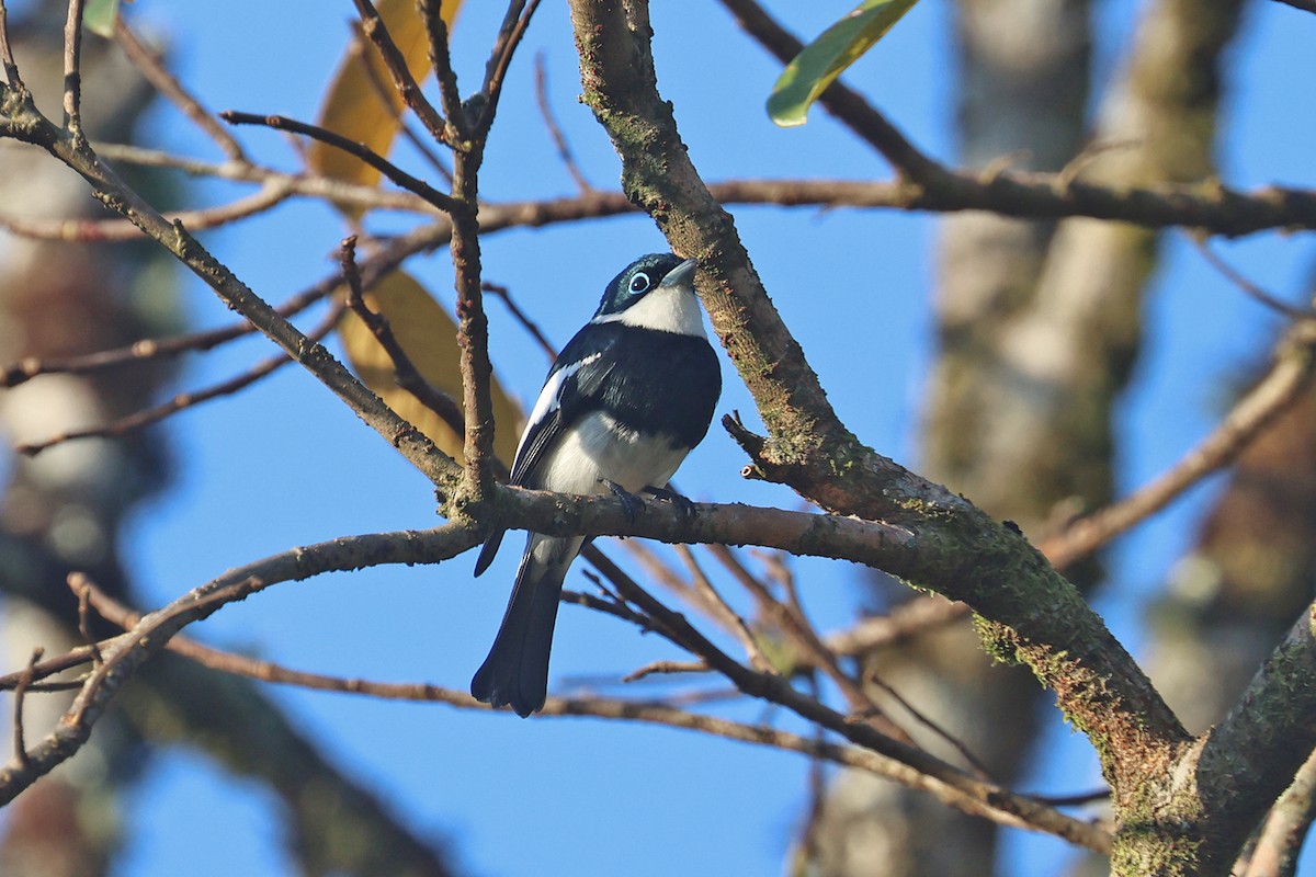 Ward's Flycatcher - ML610402289