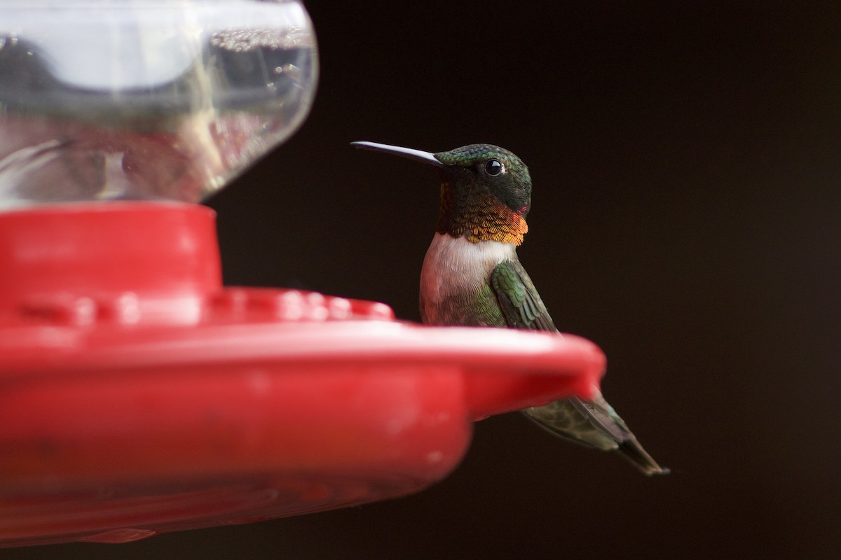 Ruby-throated Hummingbird - Doug Hitchcox