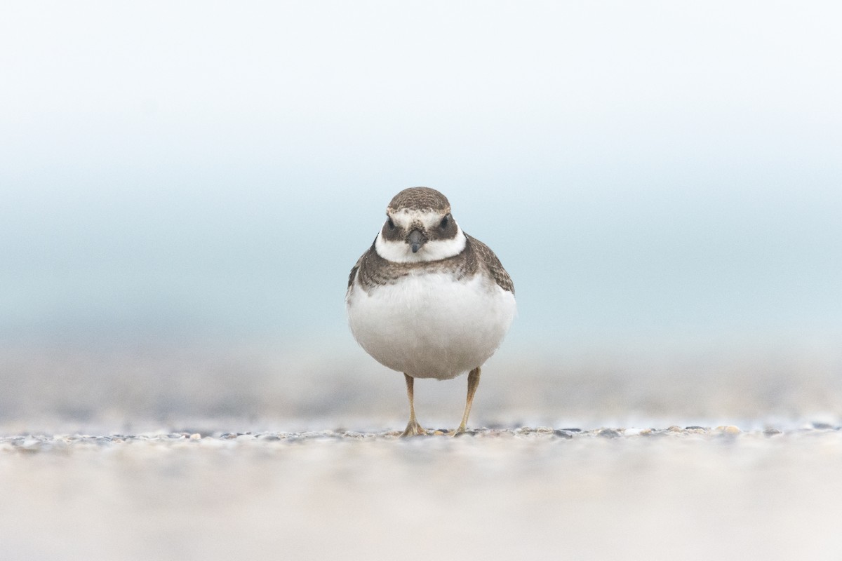 Common Ringed Plover - Matthias Weid