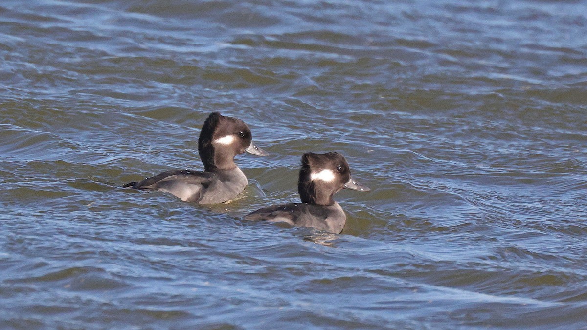 Bufflehead - ML610402711