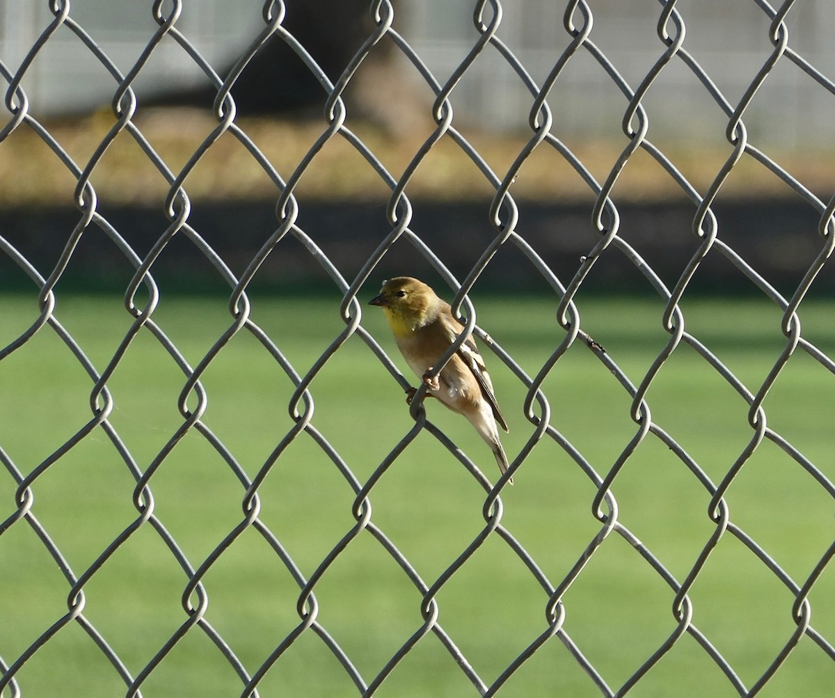 American Goldfinch - ML610402765