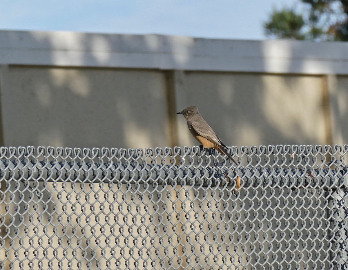 Say's Phoebe - ML610402808