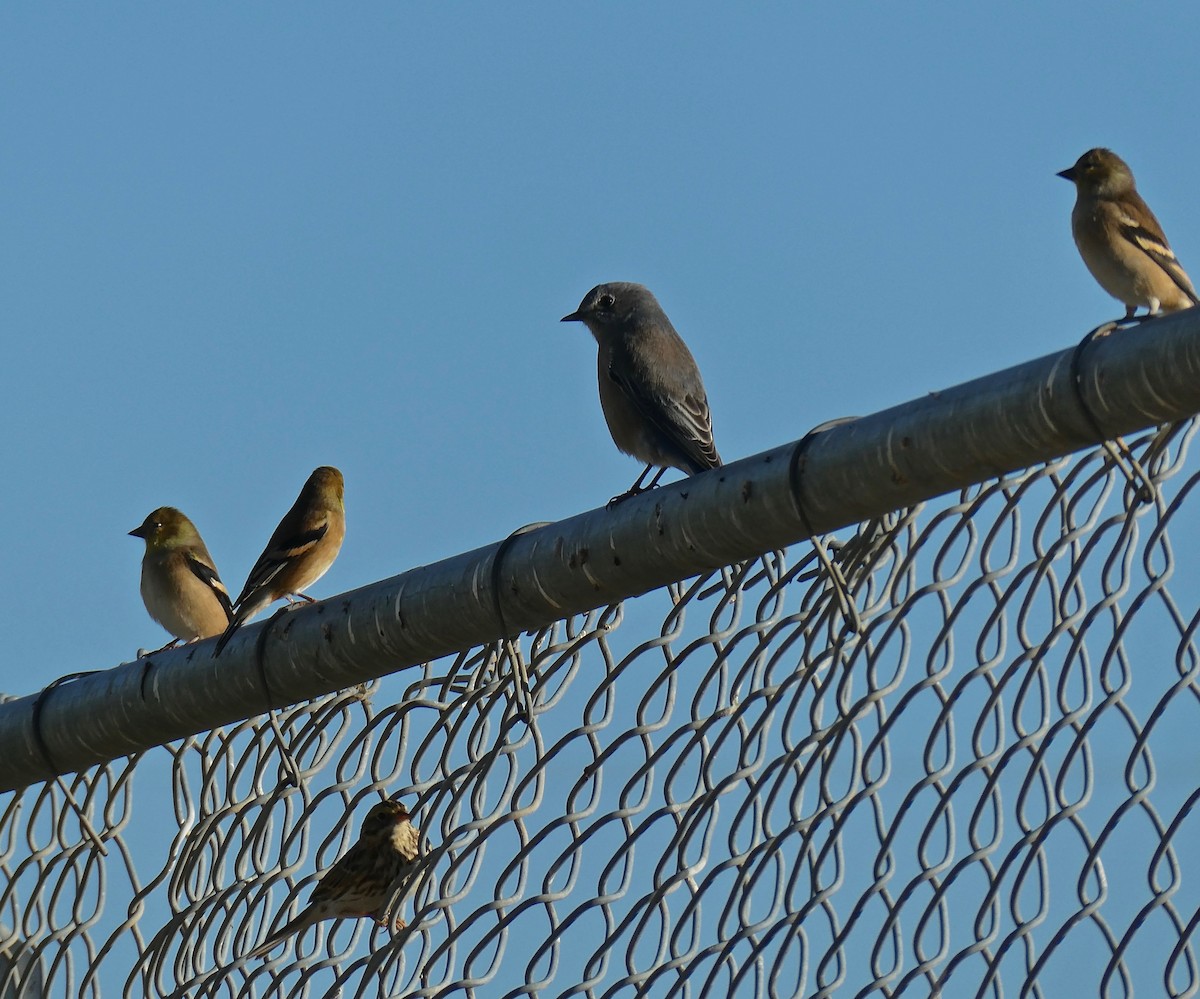 Western Bluebird - ML610402824