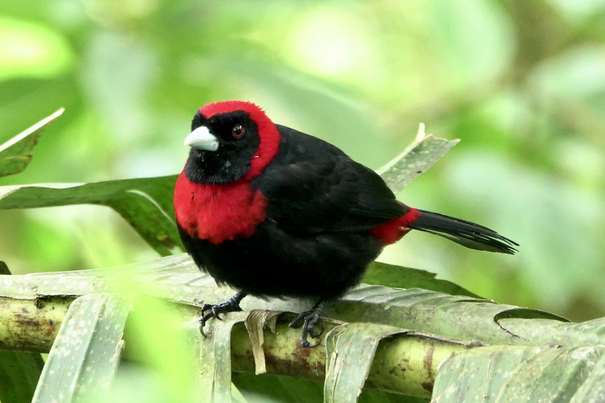 Crimson-collared Tanager - ML610402831