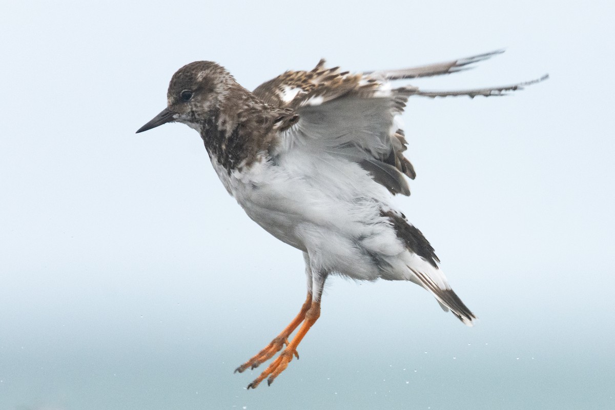 Ruddy Turnstone - ML610402941