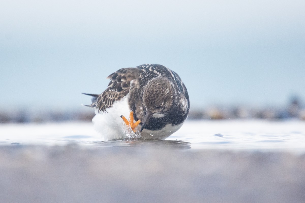 Ruddy Turnstone - ML610402942