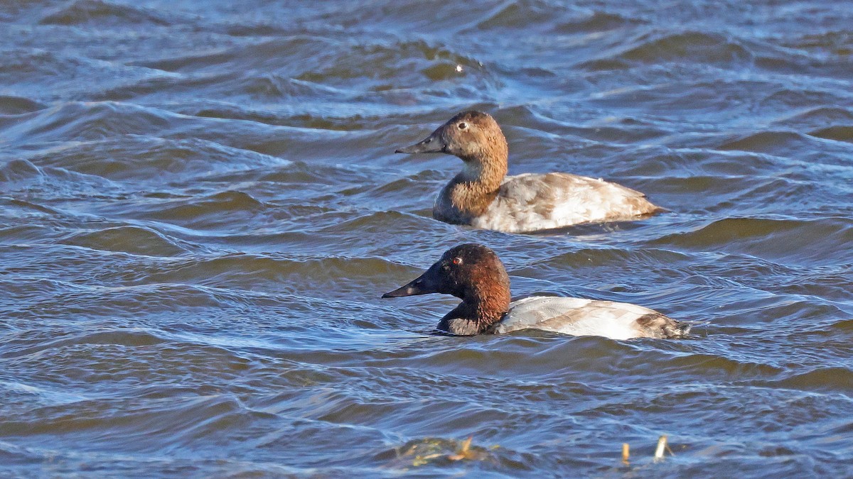 Canvasback - ML610402958