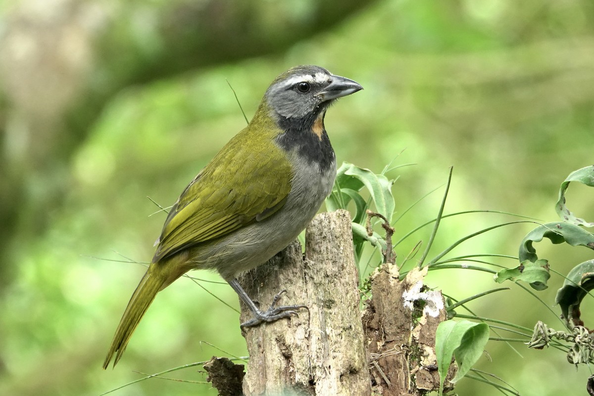 Buff-throated Saltator - ML610402967