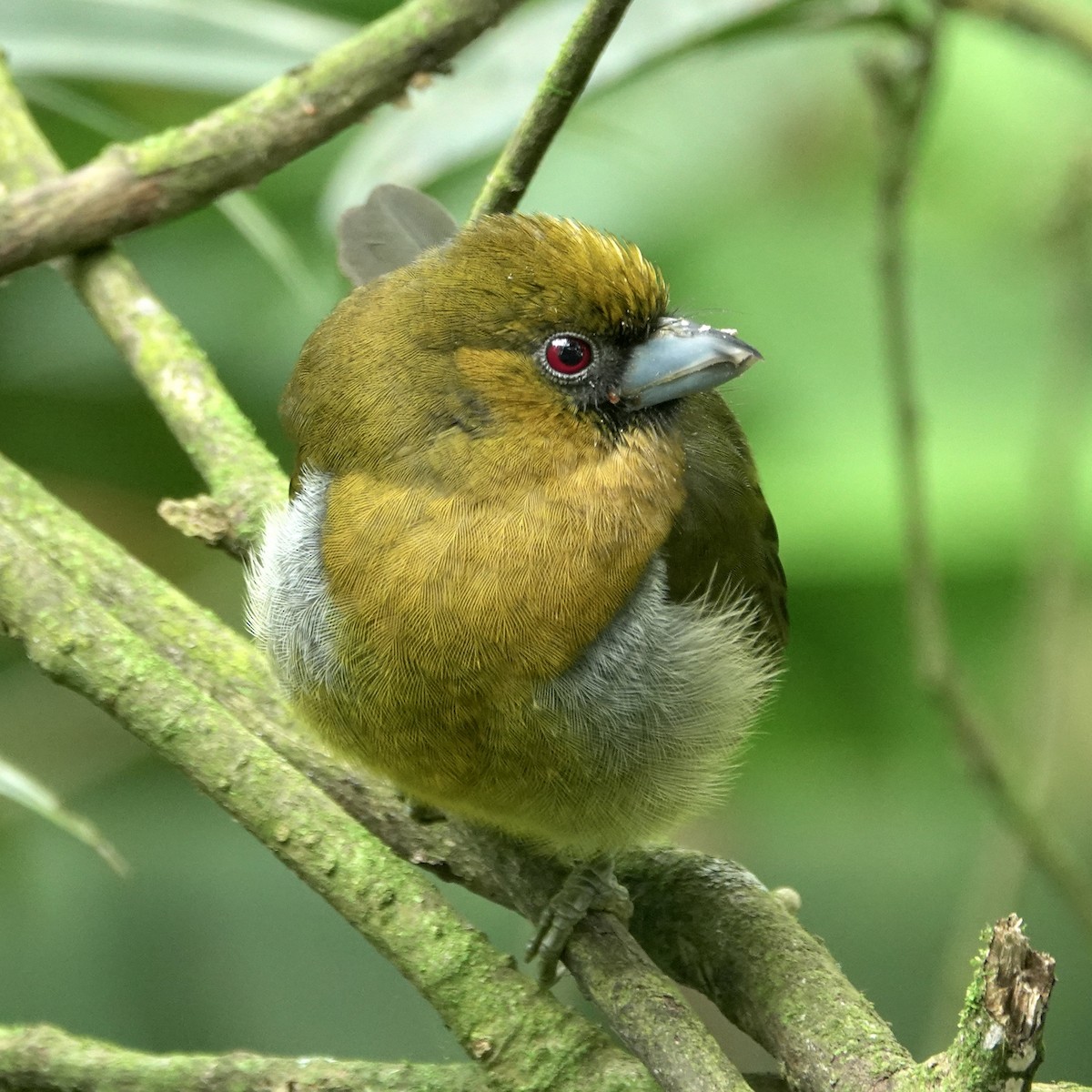 Prong-billed Barbet - ML610403019