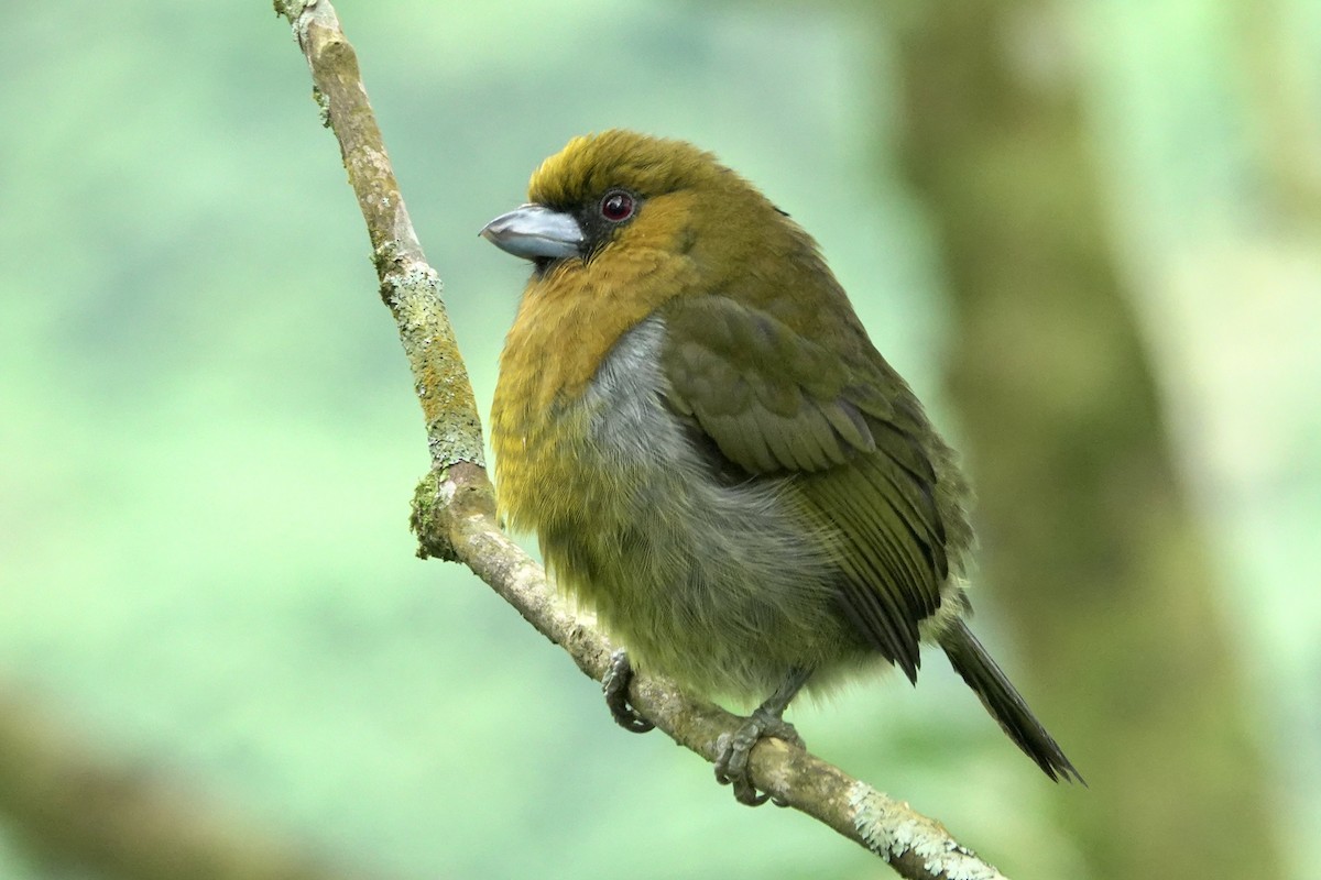 Prong-billed Barbet - ML610403020