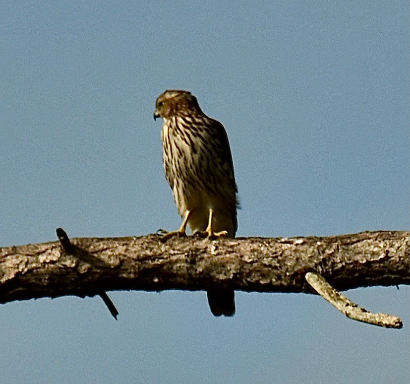 Cooper's Hawk - ML610403094