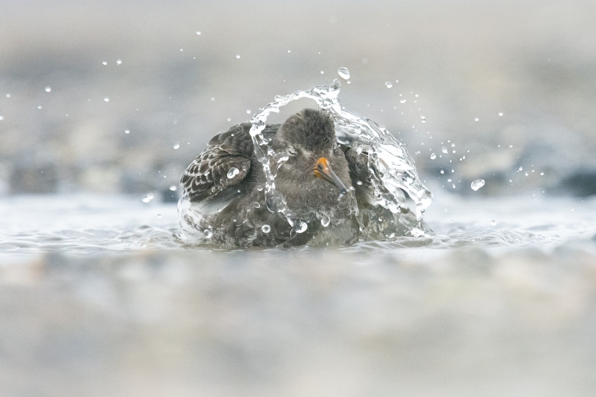 Purple Sandpiper - Matthias Weid