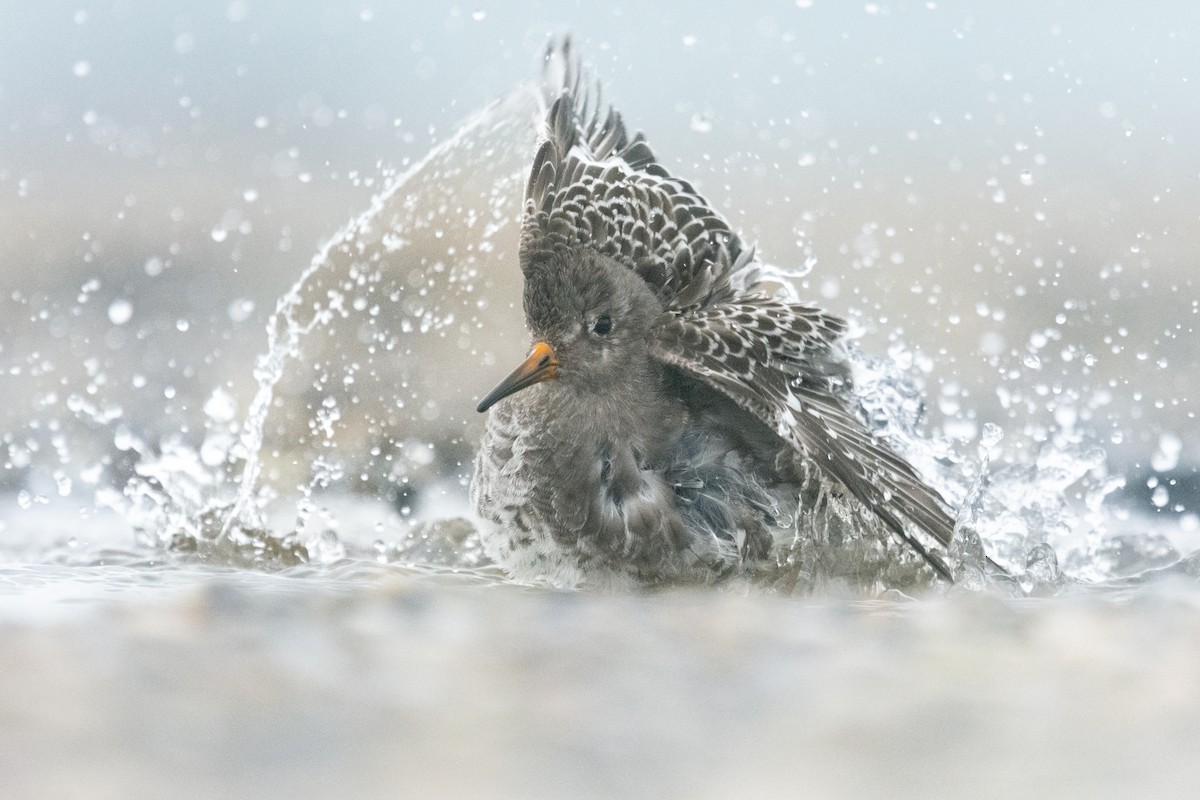 Purple Sandpiper - Matthias Weid