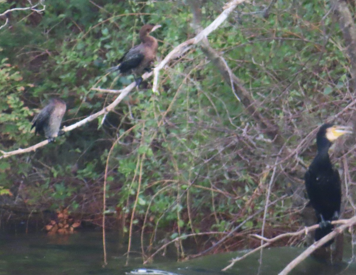 Pygmy Cormorant - ML610403133