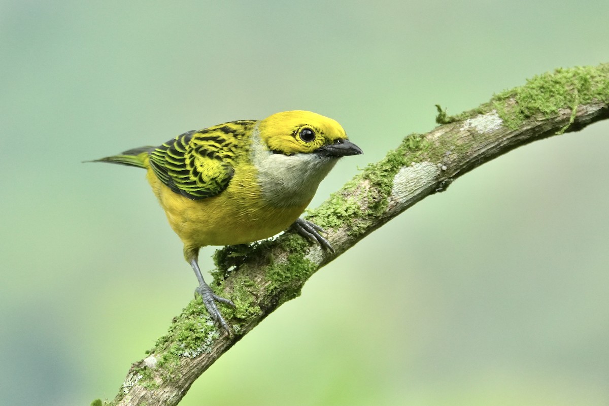 Silver-throated Tanager - ML610403158