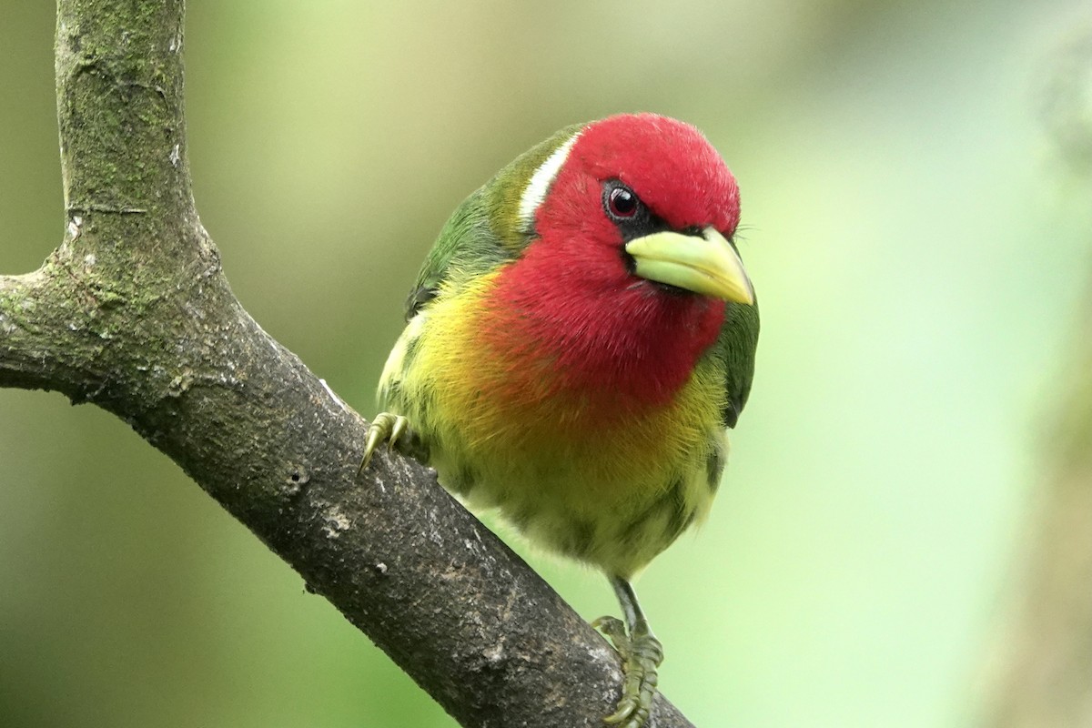 Red-headed Barbet - ML610403179