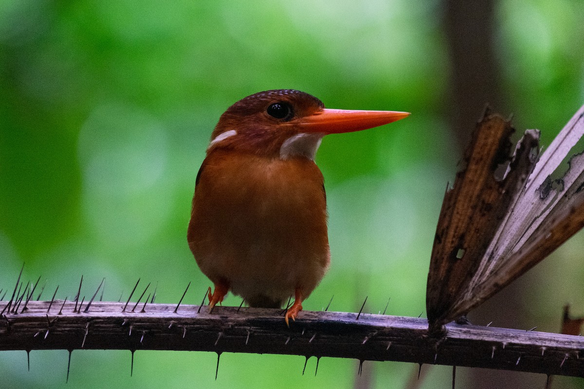 Sulawesi Dwarf-Kingfisher - ML610403238