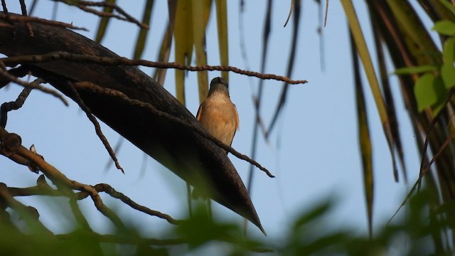 Taiga Flycatcher - ML610403282