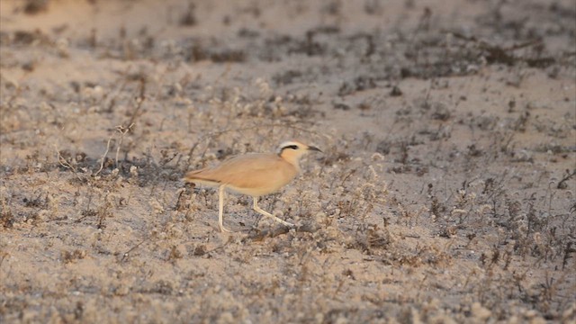 Cream-colored Courser - ML610403338