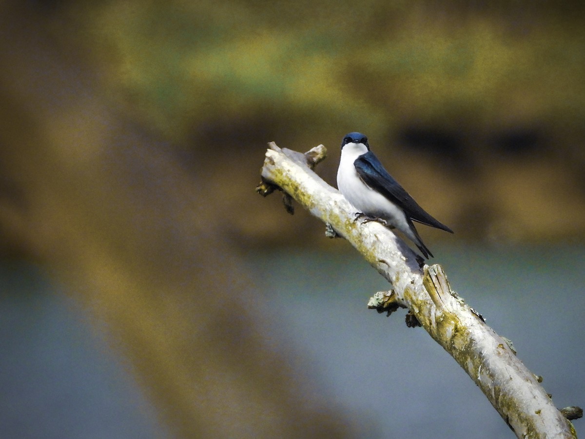 Tree Swallow - ML610403408