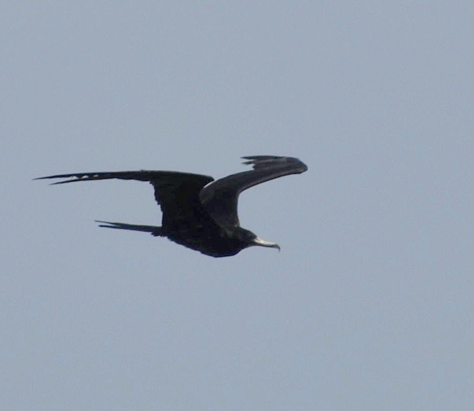 Magnificent Frigatebird - ML610403475