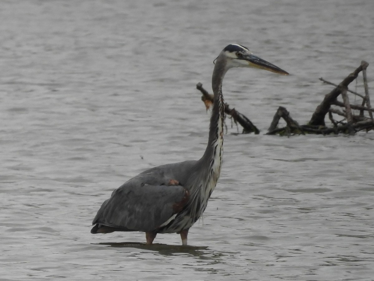 Great Blue Heron - ML610403501