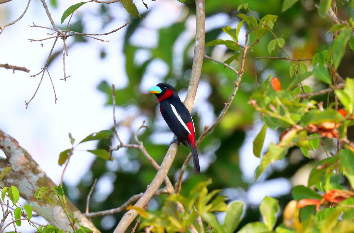 Black-and-red Broadbill - ML610403503