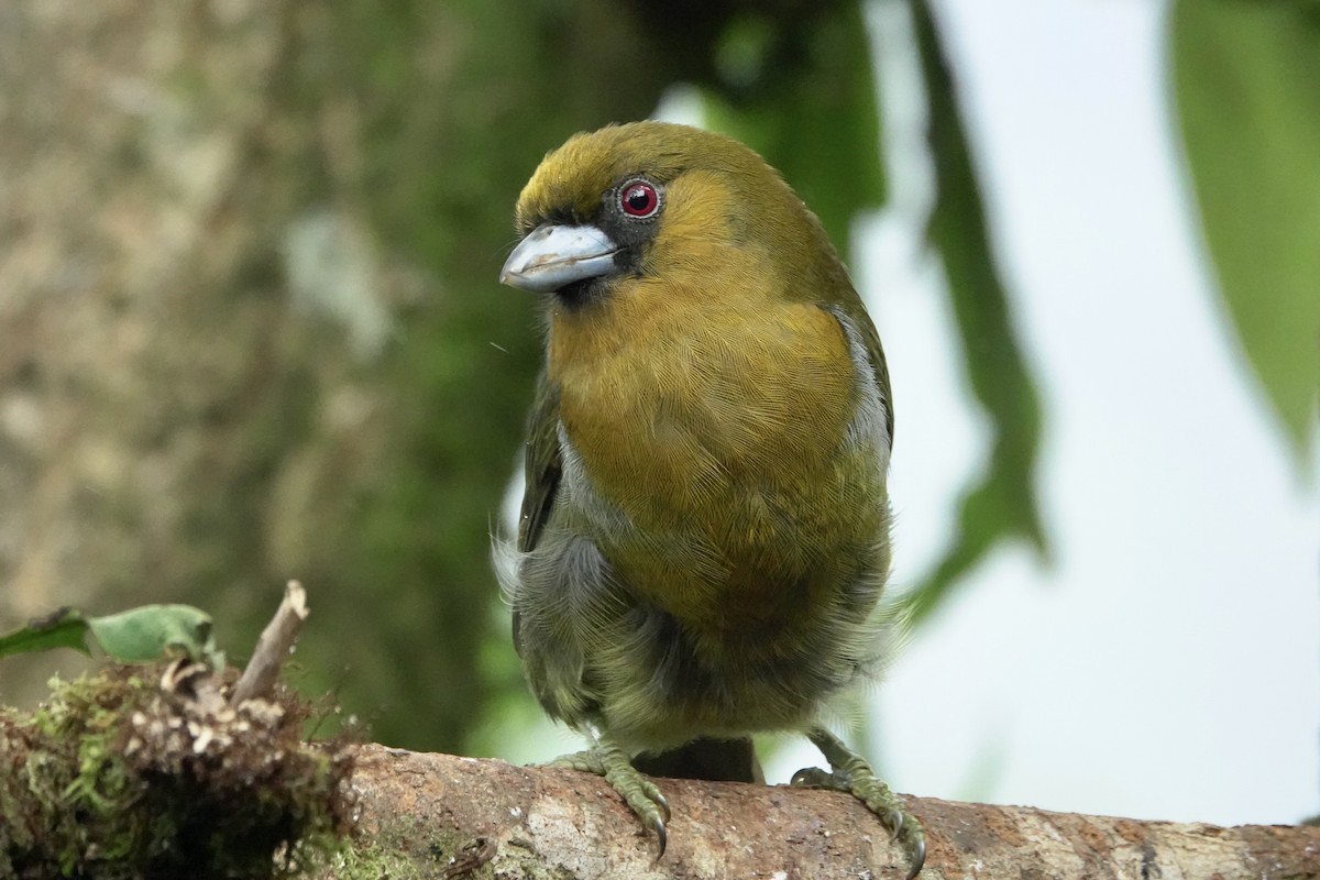 Prong-billed Barbet - ML610403569