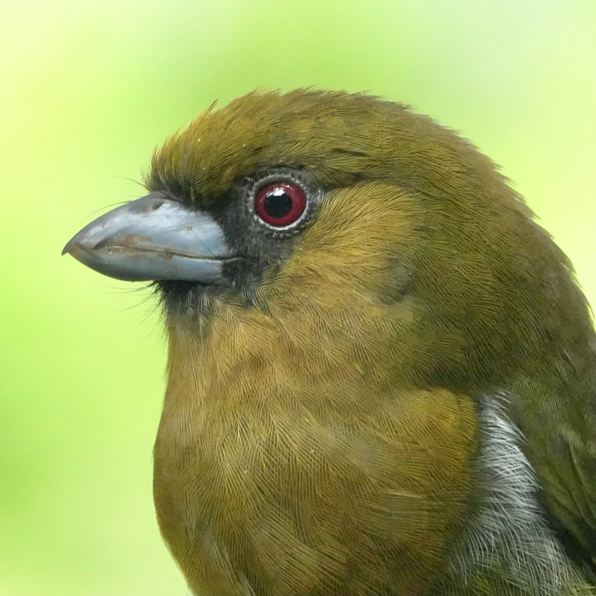 Prong-billed Barbet - ML610403573