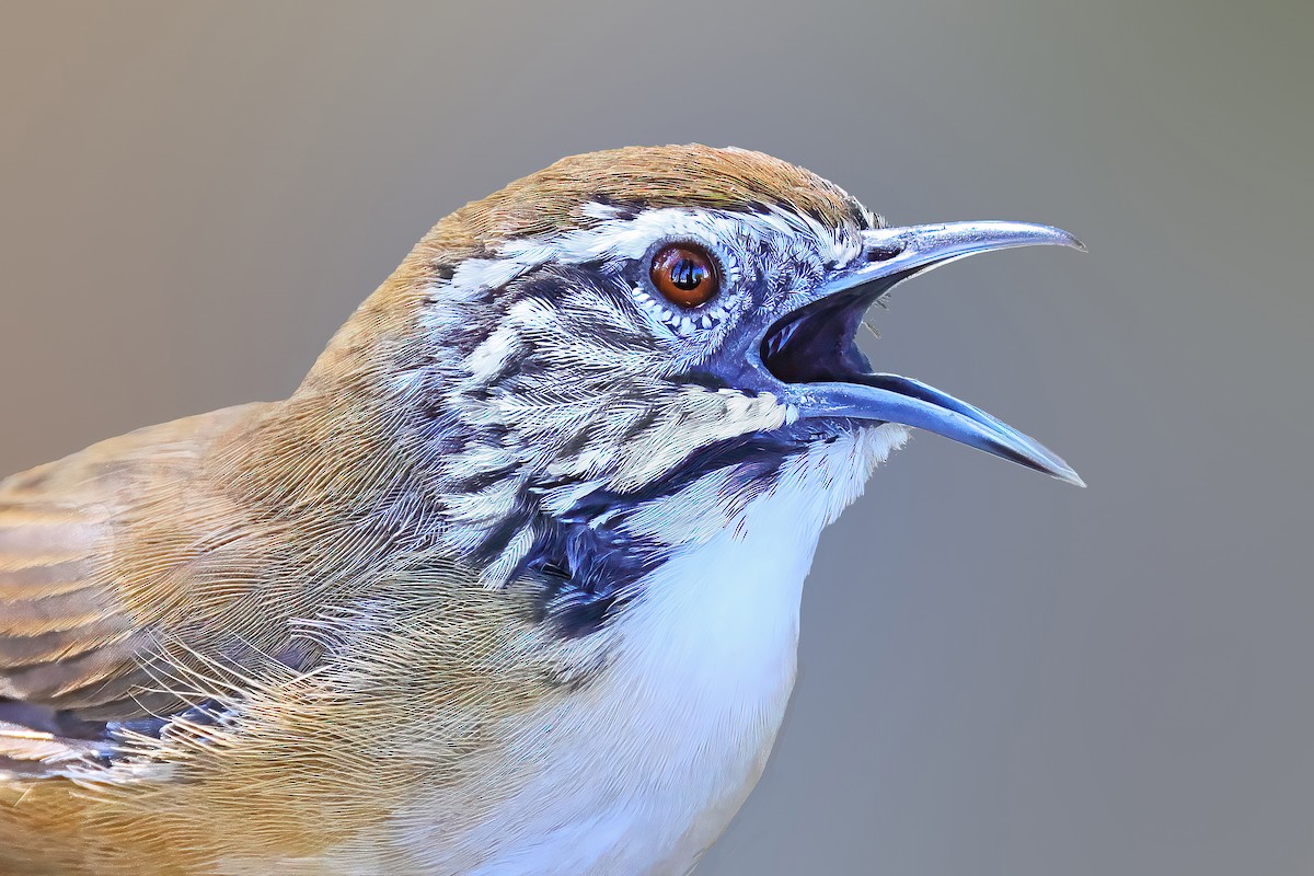 Happy Wren - ML610403594