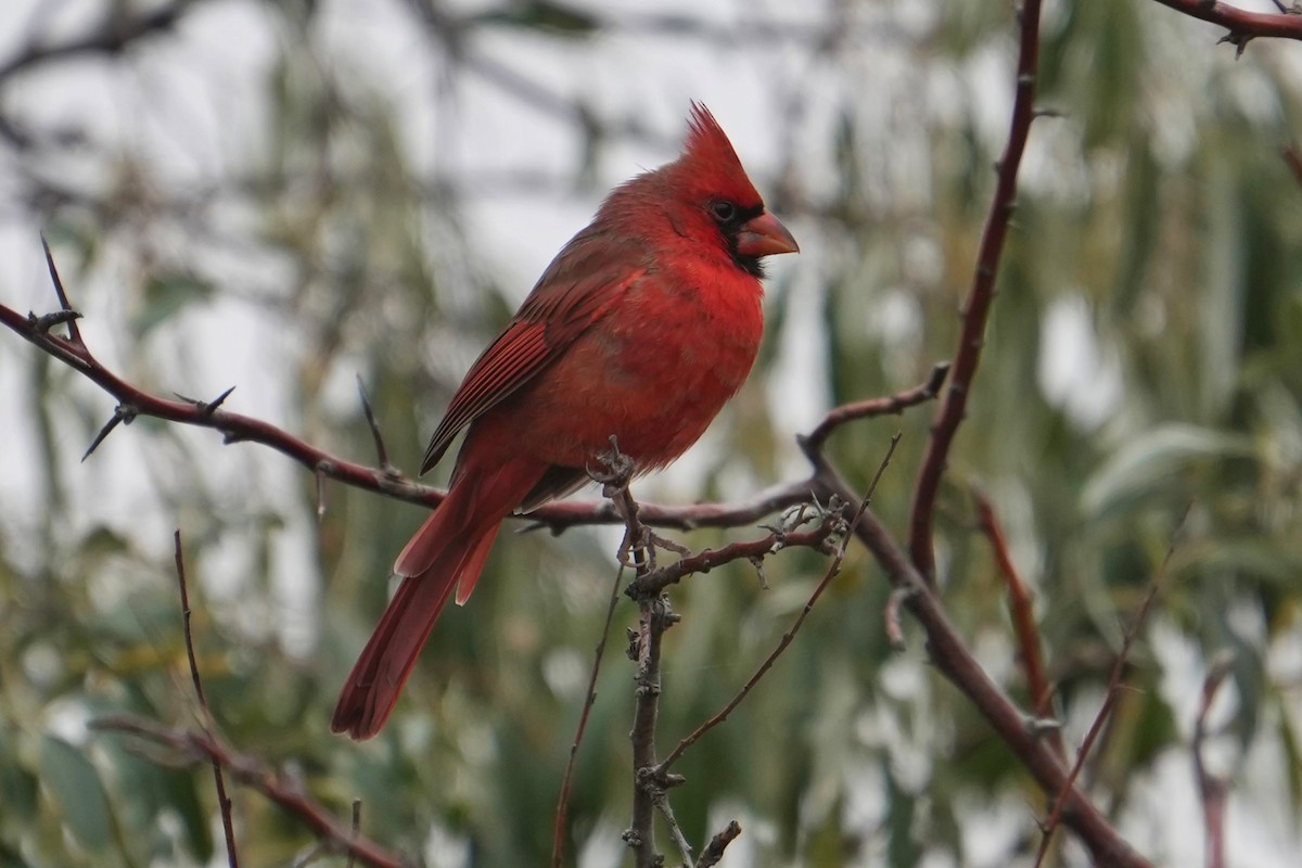 Northern Cardinal - ML610403614