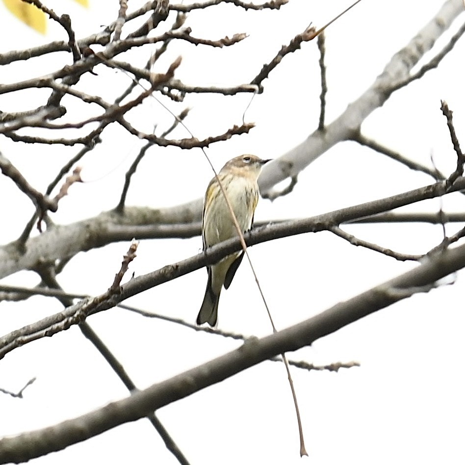 Yellow-rumped Warbler - ML610403631