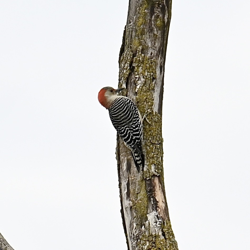 Red-bellied Woodpecker - ML610403641