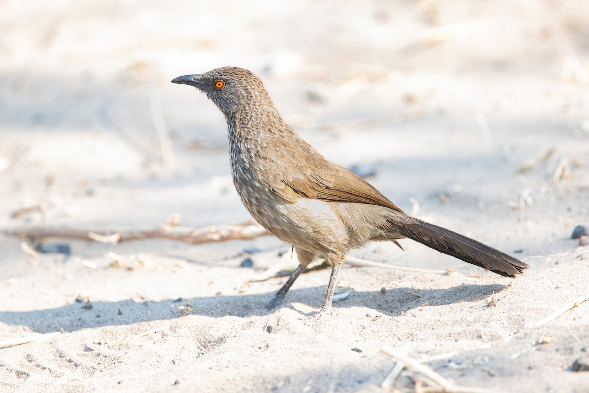 Arrow-marked Babbler - ML610403687