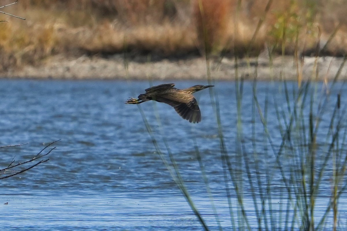 American Bittern - ML610403766