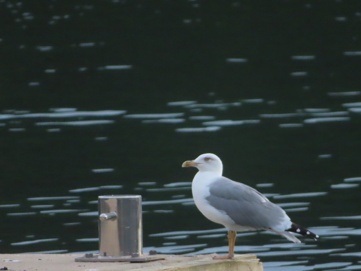 Yellow-legged Gull - ML610403771