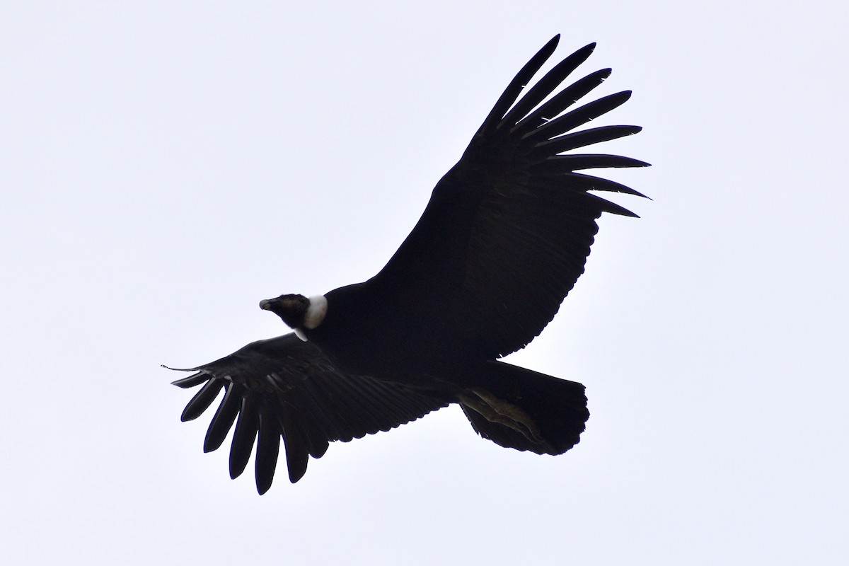 Andean Condor - ML610403820