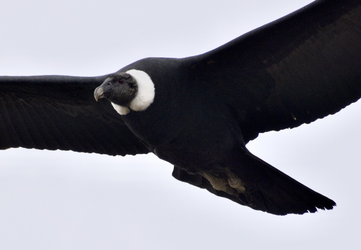 Andean Condor - ML610403821