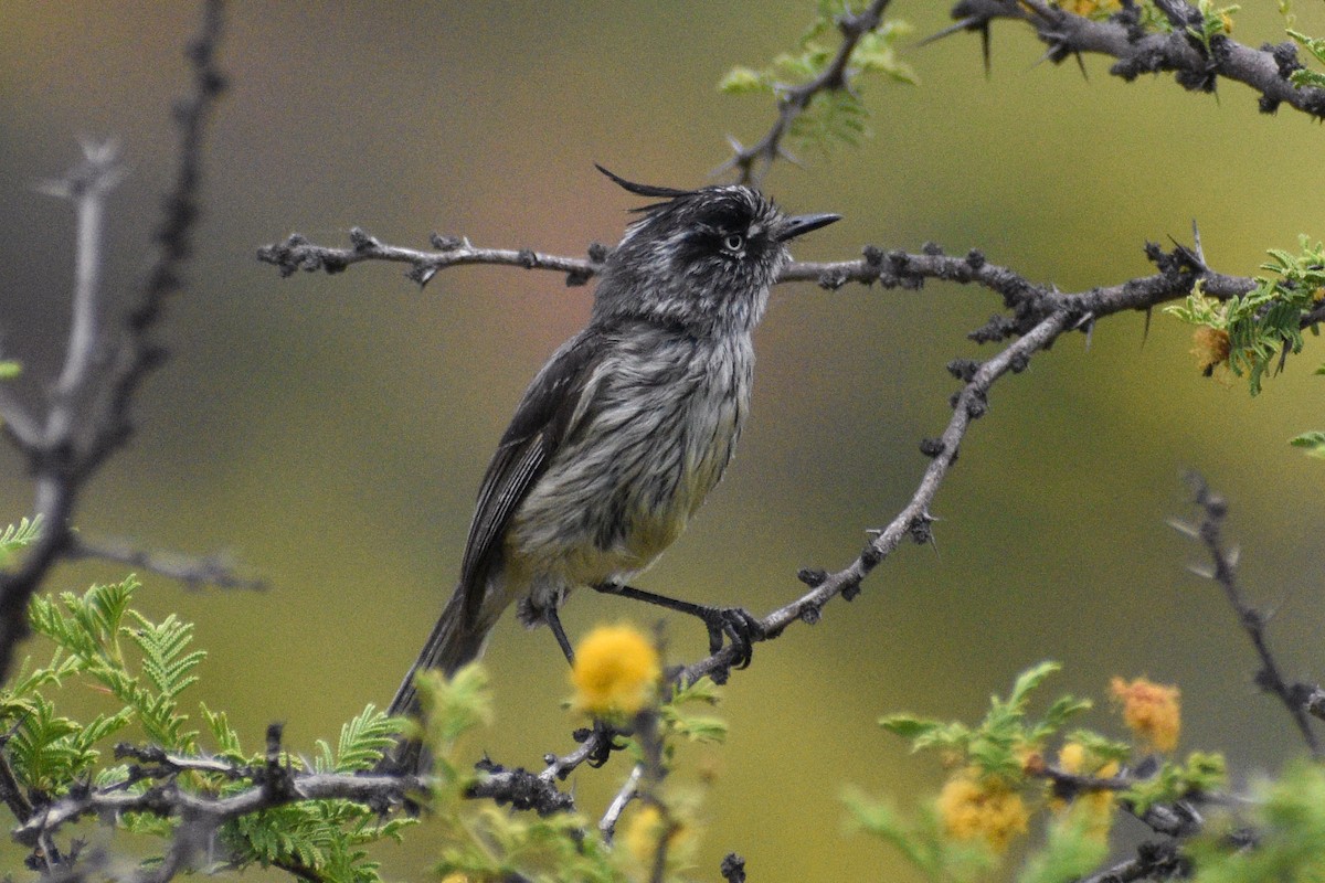 Tufted Tit-Tyrant - ML610403828