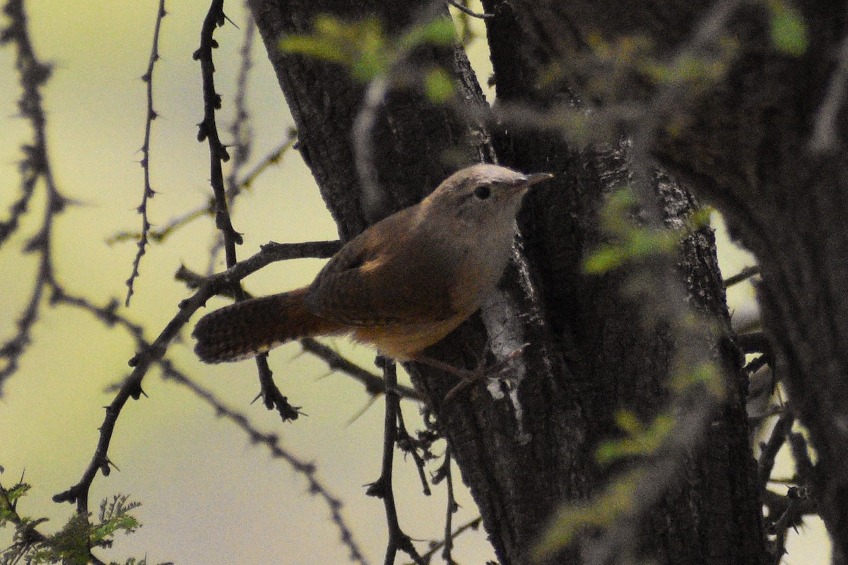 House Wren - ML610403834