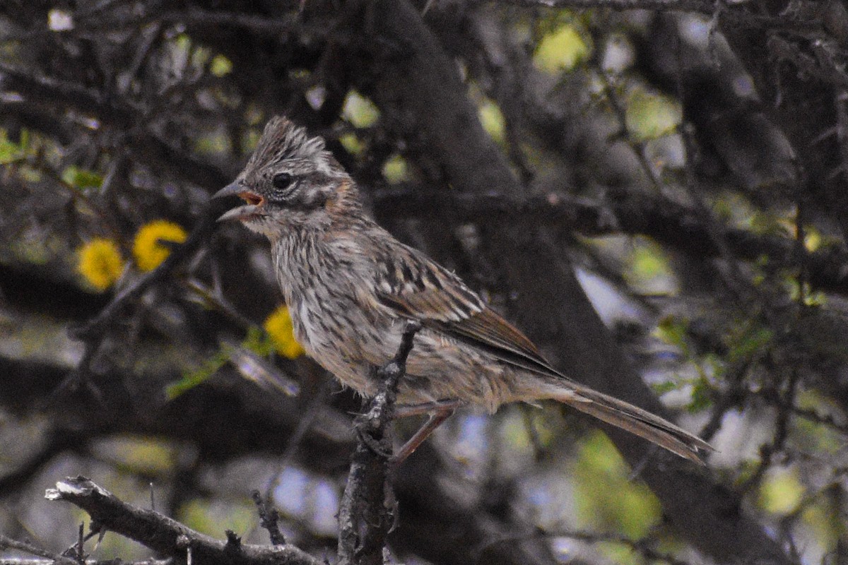 Rufous-collared Sparrow - ML610403836