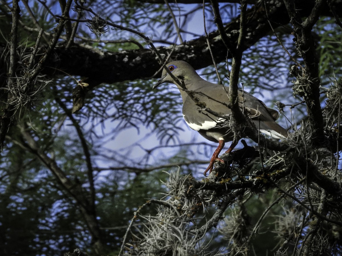 White-winged Dove - ML610403843