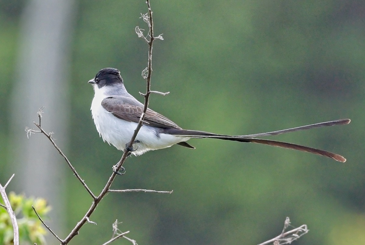 Fork-tailed Flycatcher - Harry and Carol Gornto