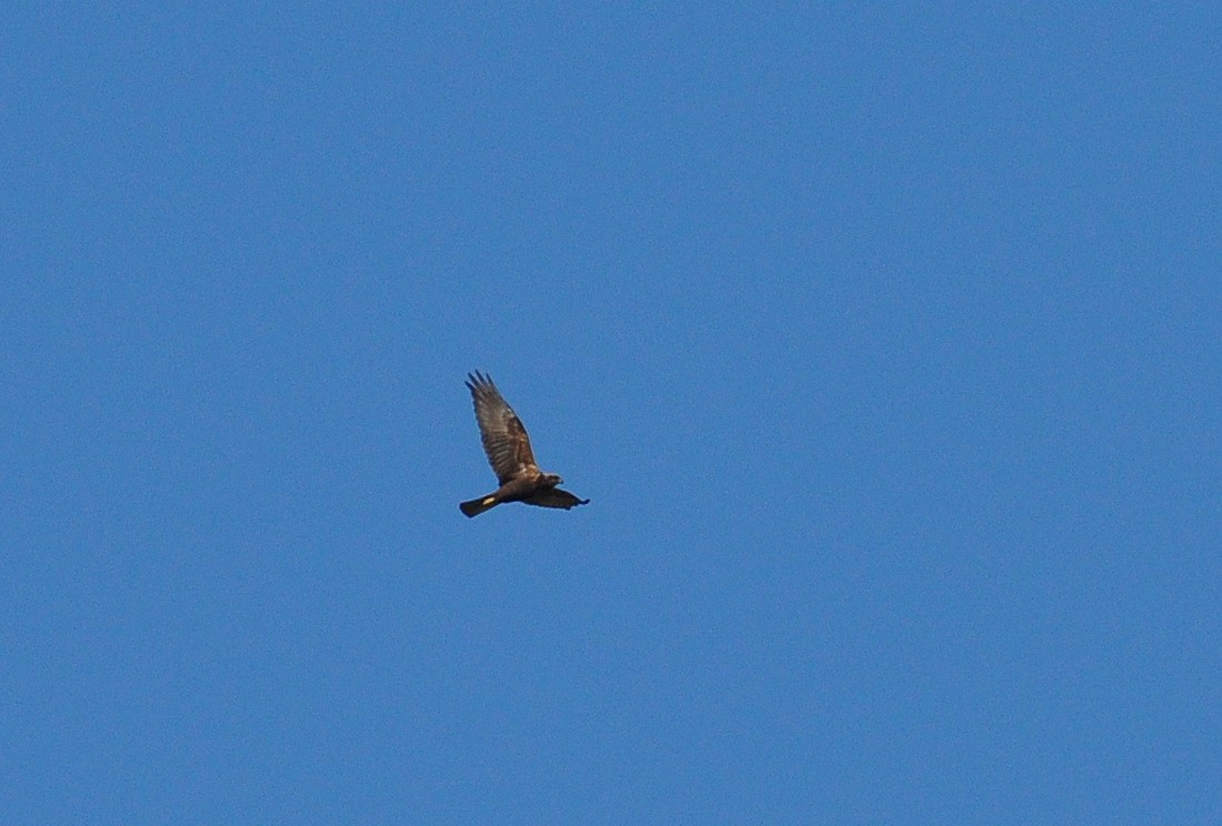 Western Marsh Harrier - ML610403870