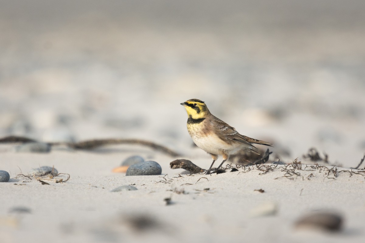 Horned Lark - ML610403874