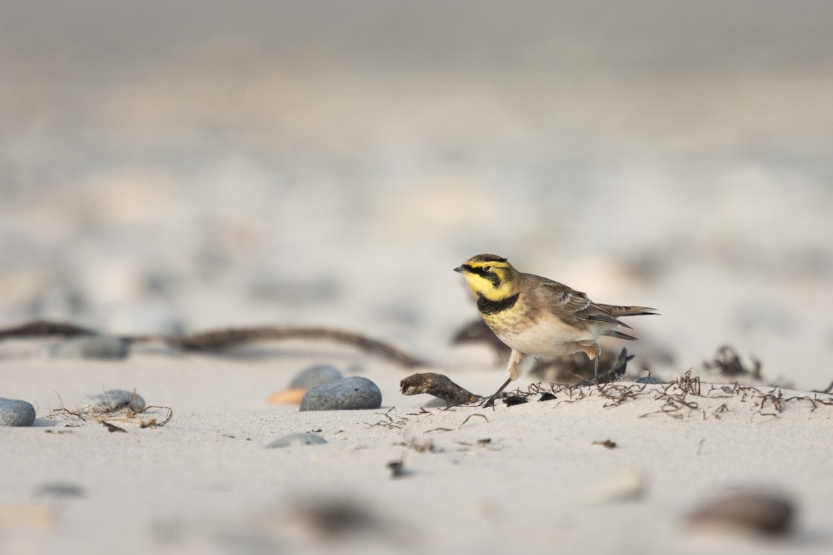 Horned Lark - ML610403875