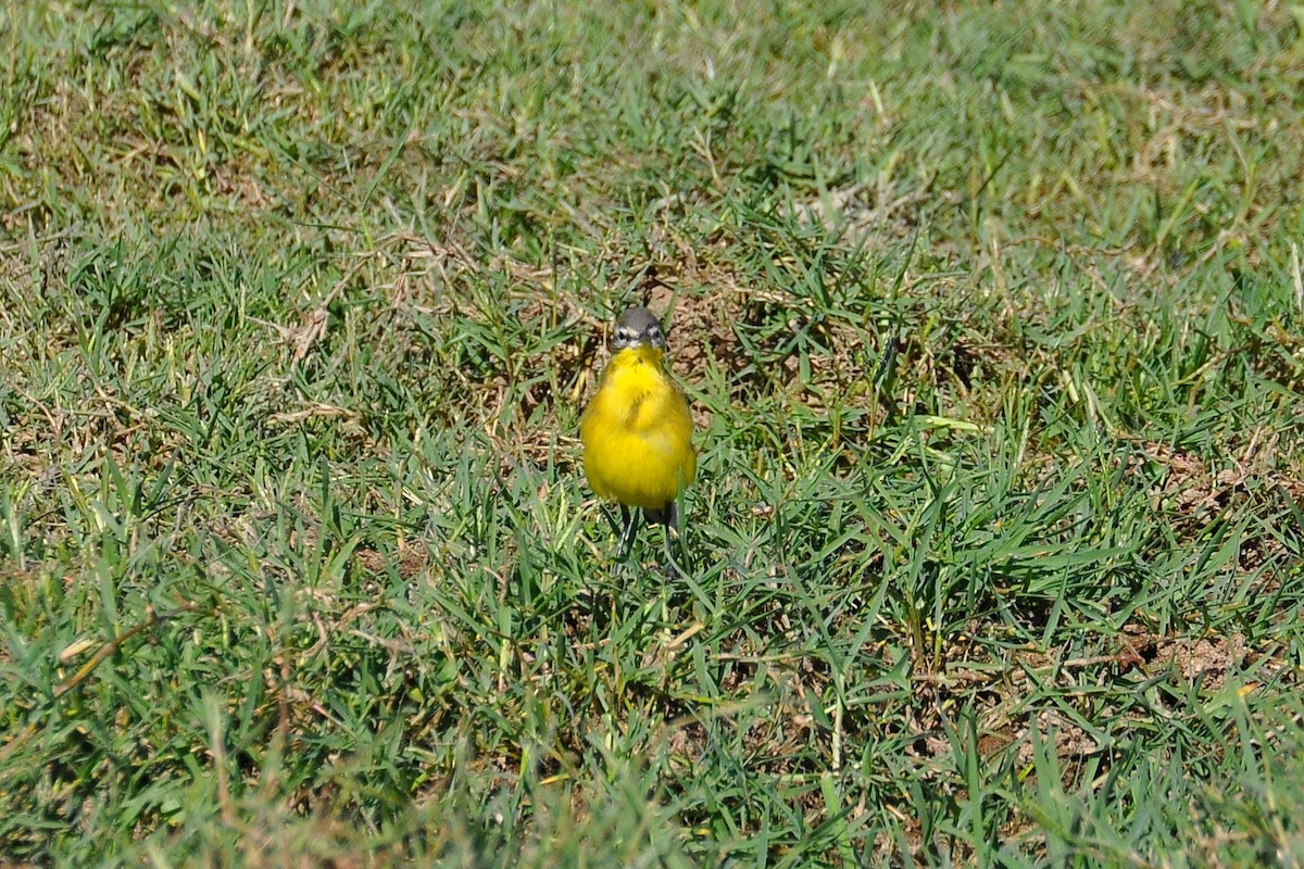 Western Yellow Wagtail - ML610403886