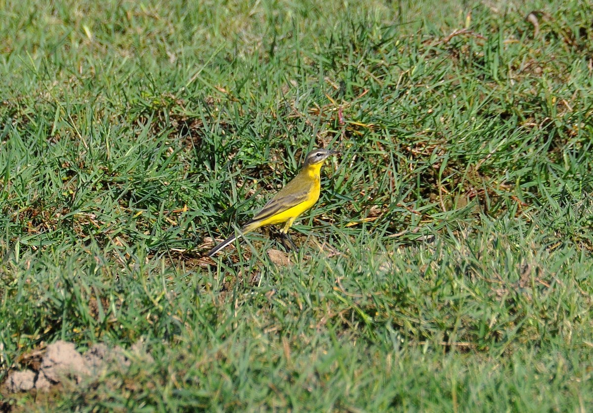 Western Yellow Wagtail - ML610403887
