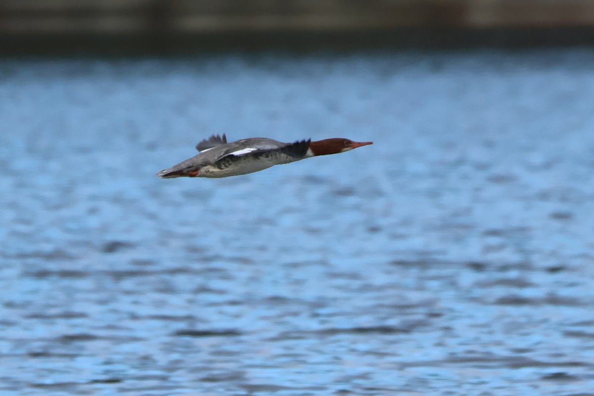 Common Merganser - ML610403917