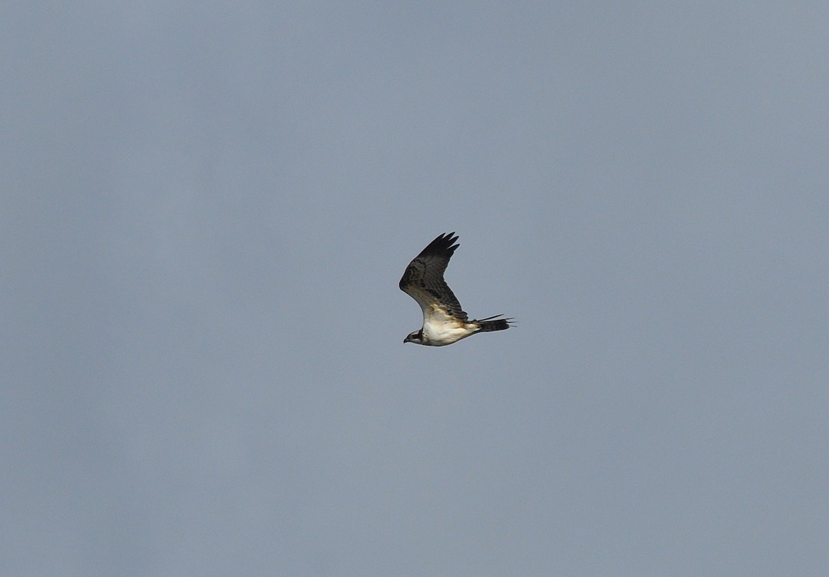 Osprey - ML610403920